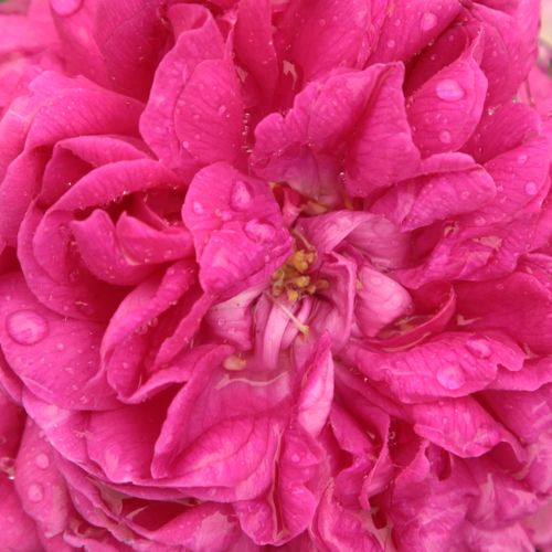 Rosa Rose de Resht - intenzívna vôňa ruží - Stromkové ruže s kvetmi anglických ruží - fialová - -stromková ruža s kríkovitou tvarou koruny - -